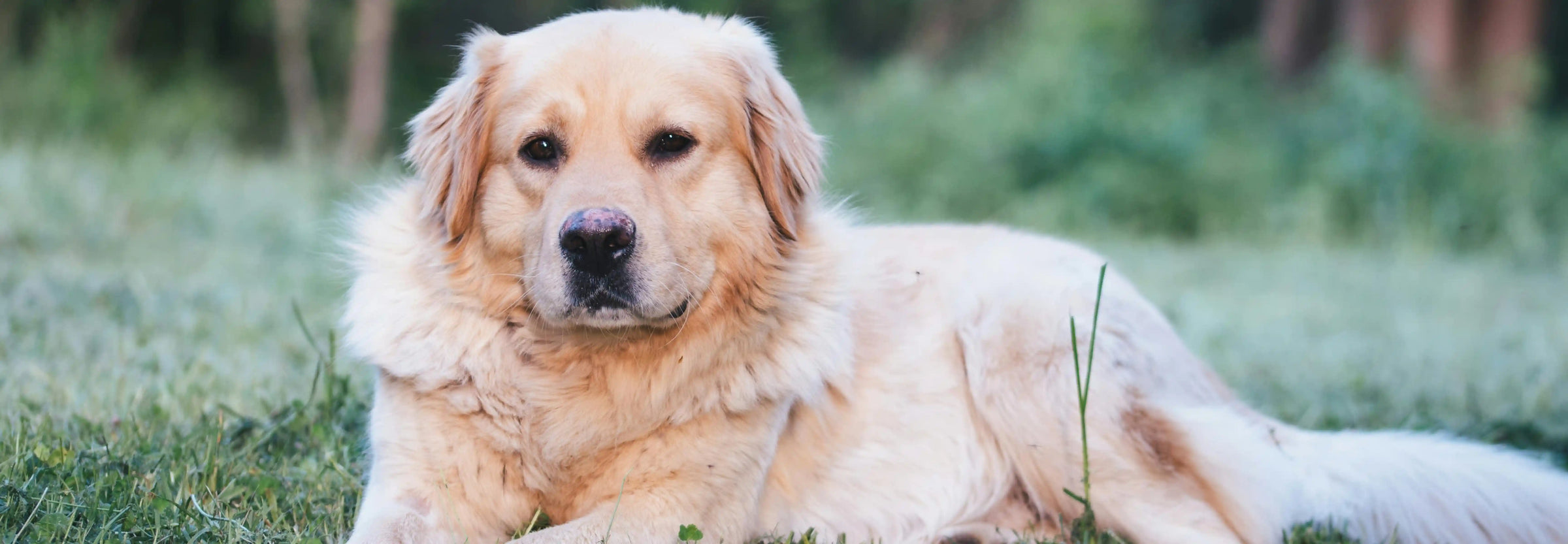 Alimentación natural para Golden Retriever: Guía completa de Wild Balance