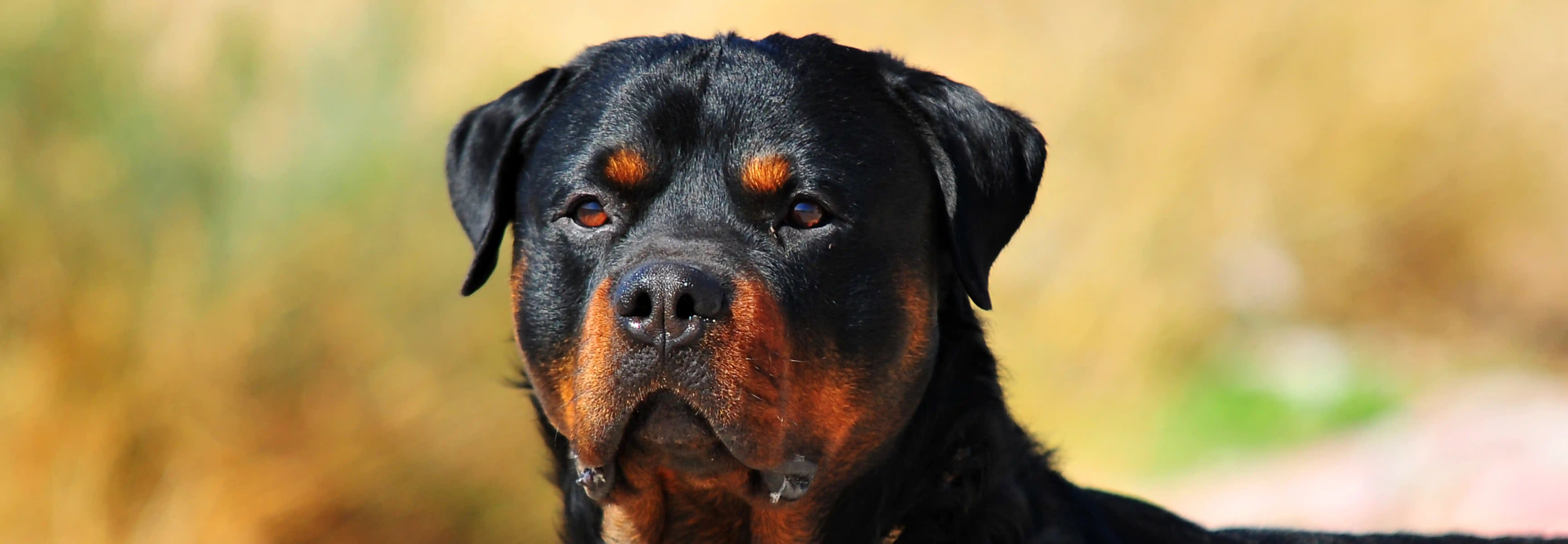 Guía Completa de Alimentación natural para Rottweiler | Wild Balance