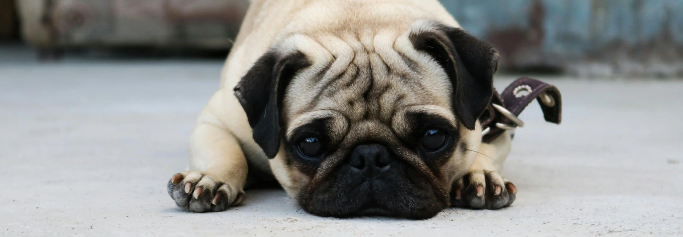 Consejos para prevenir la formación de cálculos urinarios en perros y gatos