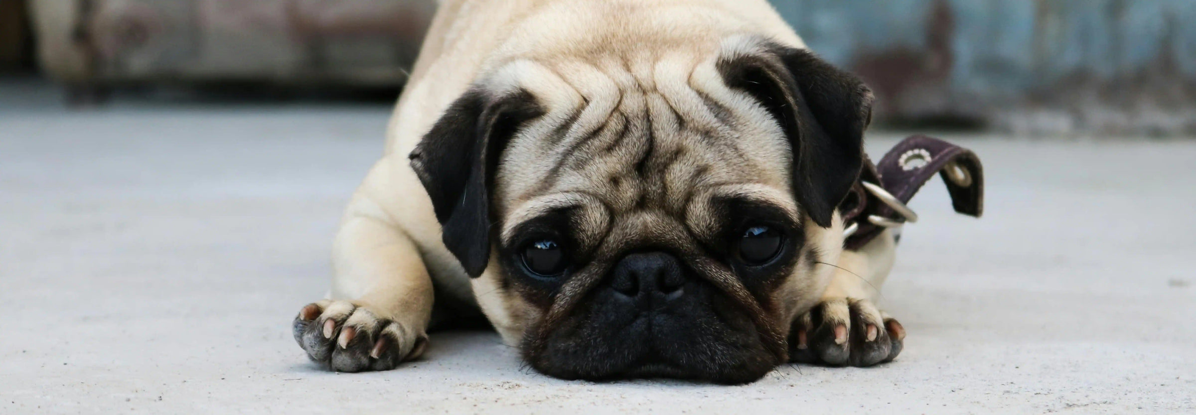 Consejos para prevenir la formación de cálculos urinarios en perros y gatos