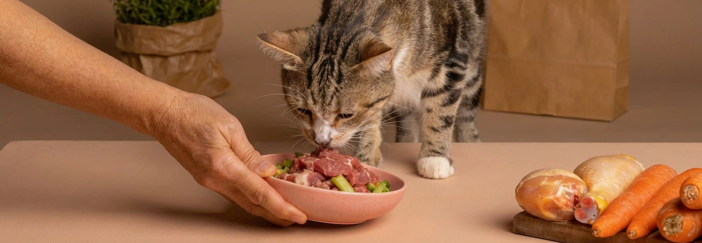 Alimentos prohibidos y tóxicos para gatos: ¿Qué no pueden comer?