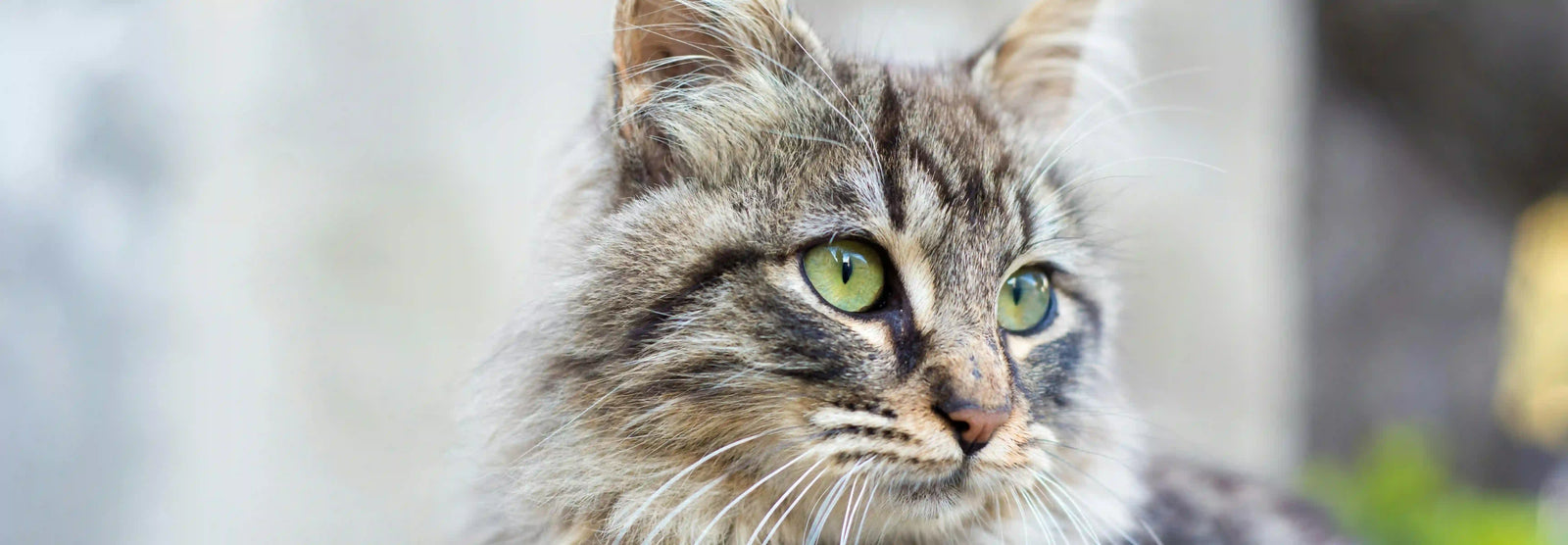 Alimentación natural para gato Bosque de Noruega: Guía completa de Wild Balance