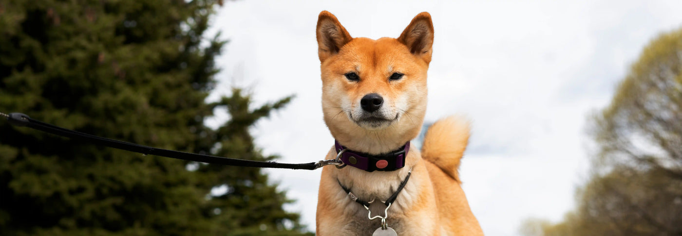 Alimentación natural para Shiba Inu: Guía completa de Wild Balance