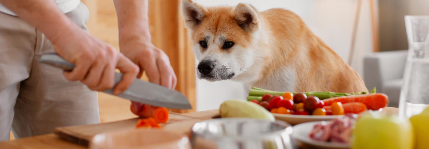¿Qué verduras pueden comer los perros? Lista de las mejores opciones