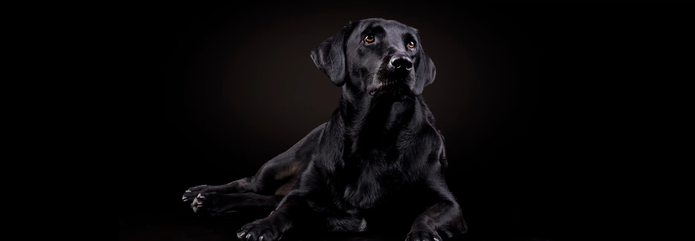 Black Friday 2025 en Wild Balance: descuentos salvajes para cuidar a tu peludo 🐾