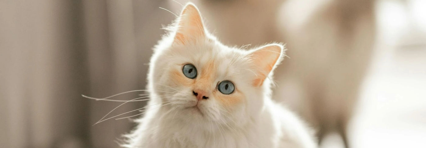 Alimentación natural para gato Ragdoll: Guía completa de Wild Balance