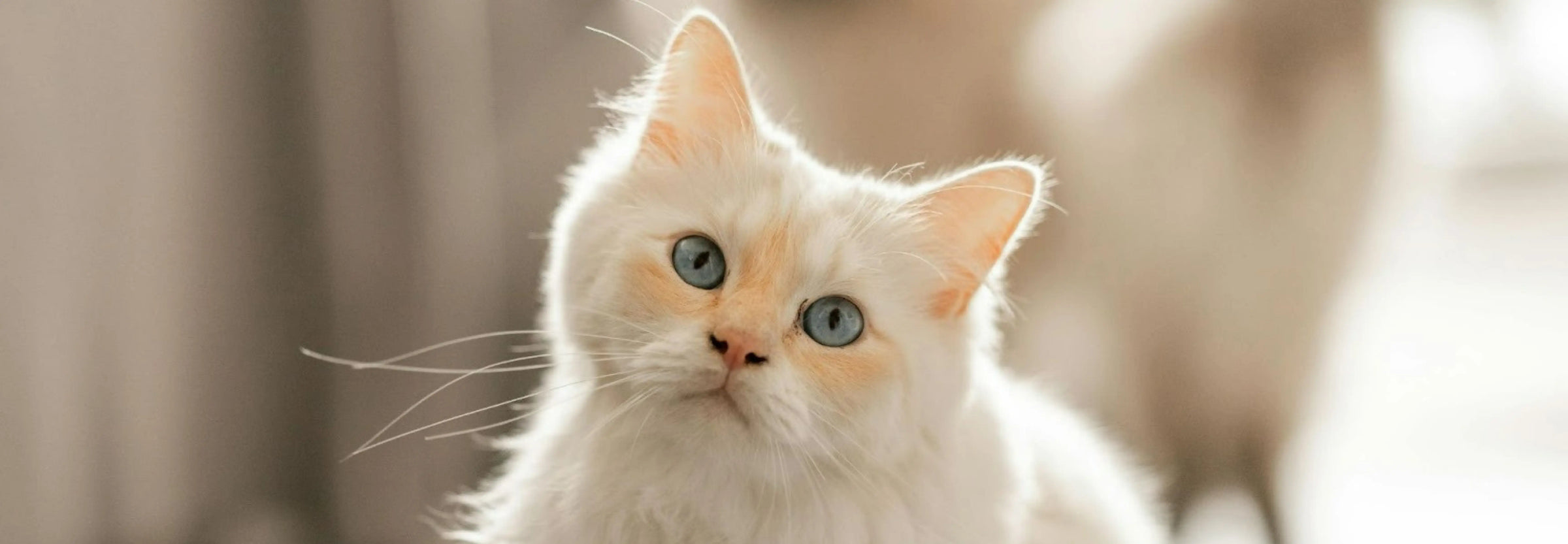 Alimentación natural para gato Ragdoll: Guía completa de Wild Balance