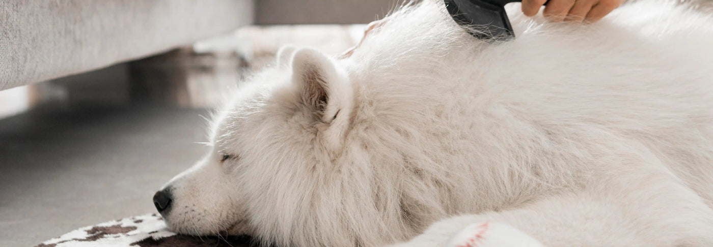 Caída de pelo en perros: Guía completa para entender la alopecia canina