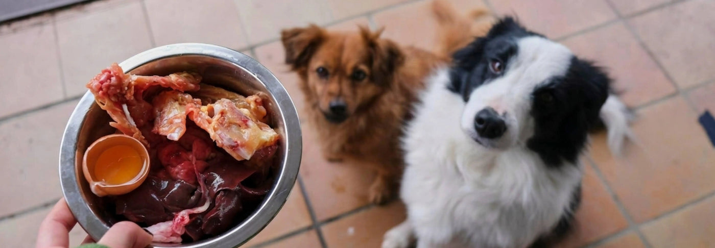 Recetas caseras para perros: Guía de comida natural paso a paso