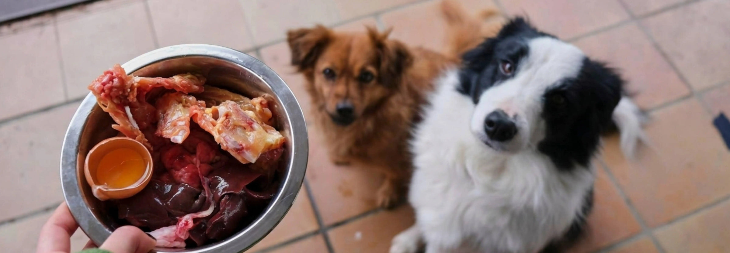 Recetas caseras para perros: Guía de comida natural paso a paso