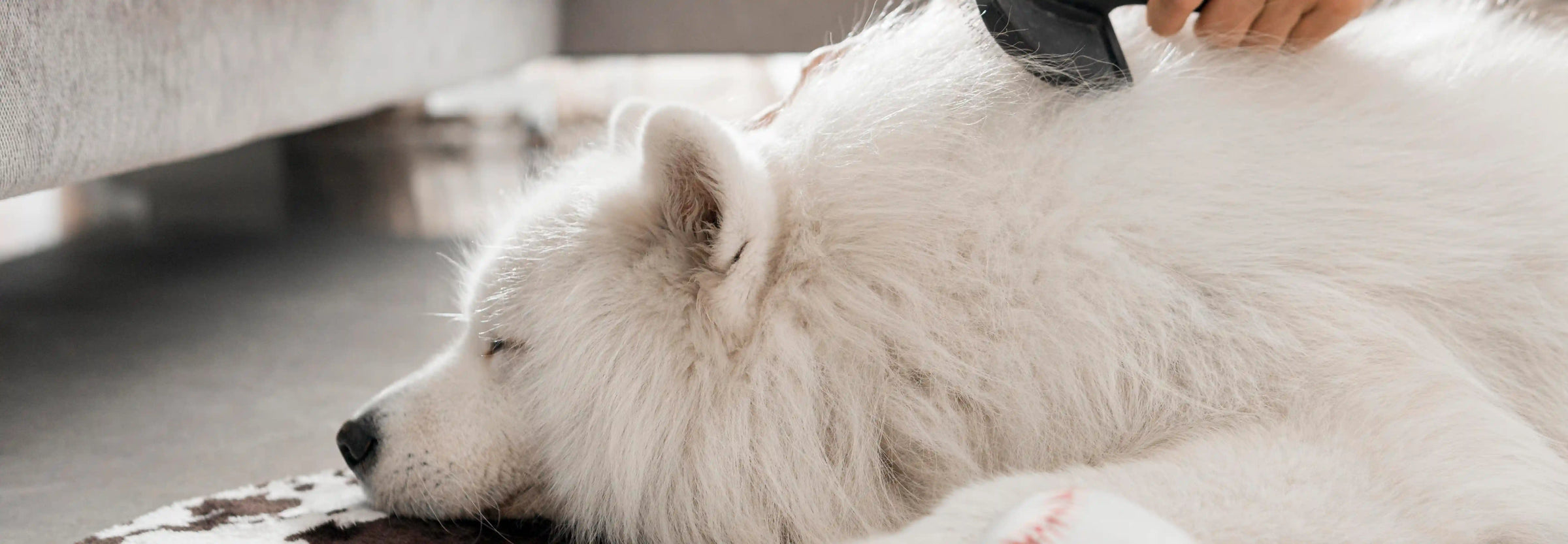 Caída de pelo en perros: Guía completa para entender la alopecia canina
