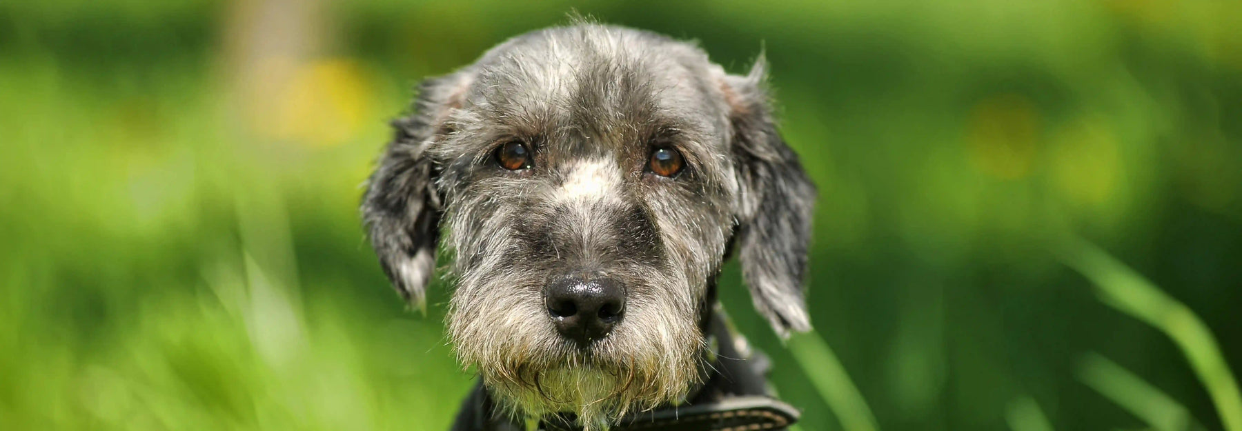 ¿Cuánto vive un perro? Esperanza de vida por razas y cómo alargarla