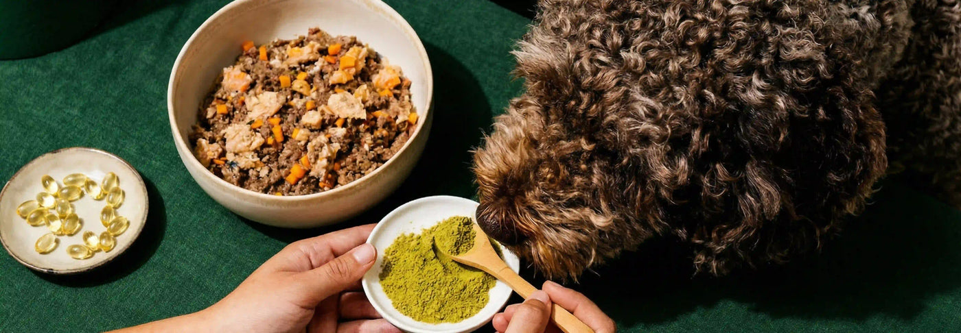 Mejillón de labio verde: qué es, propiedades y beneficios