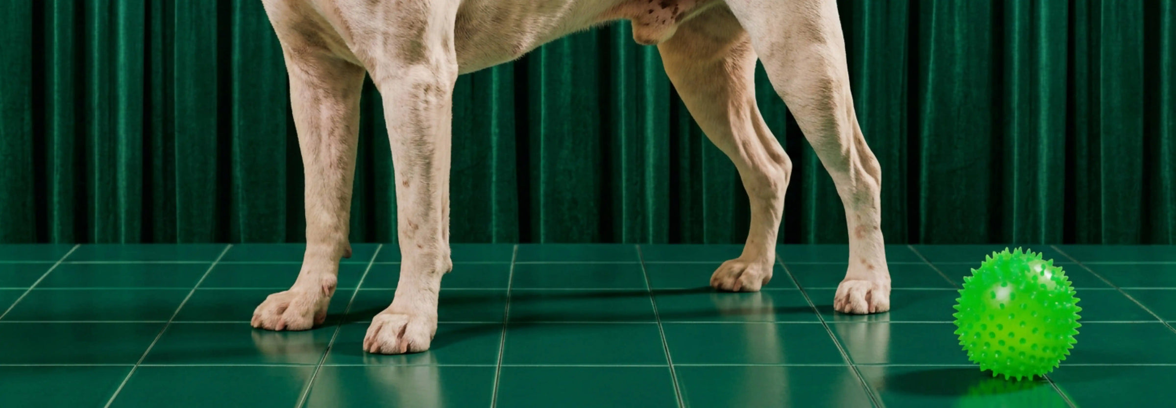 Suplementos para las articulaciones de perros