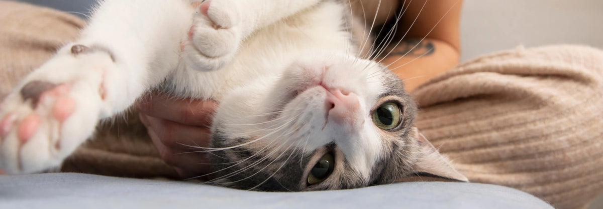 ¿Por qué mi gato vomita? Causas, síntomas y qué debes hacer