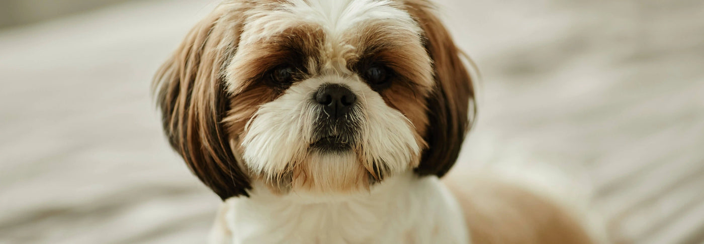 Alimentación natural para Shih Tzu: Guía completa de Wild Balance