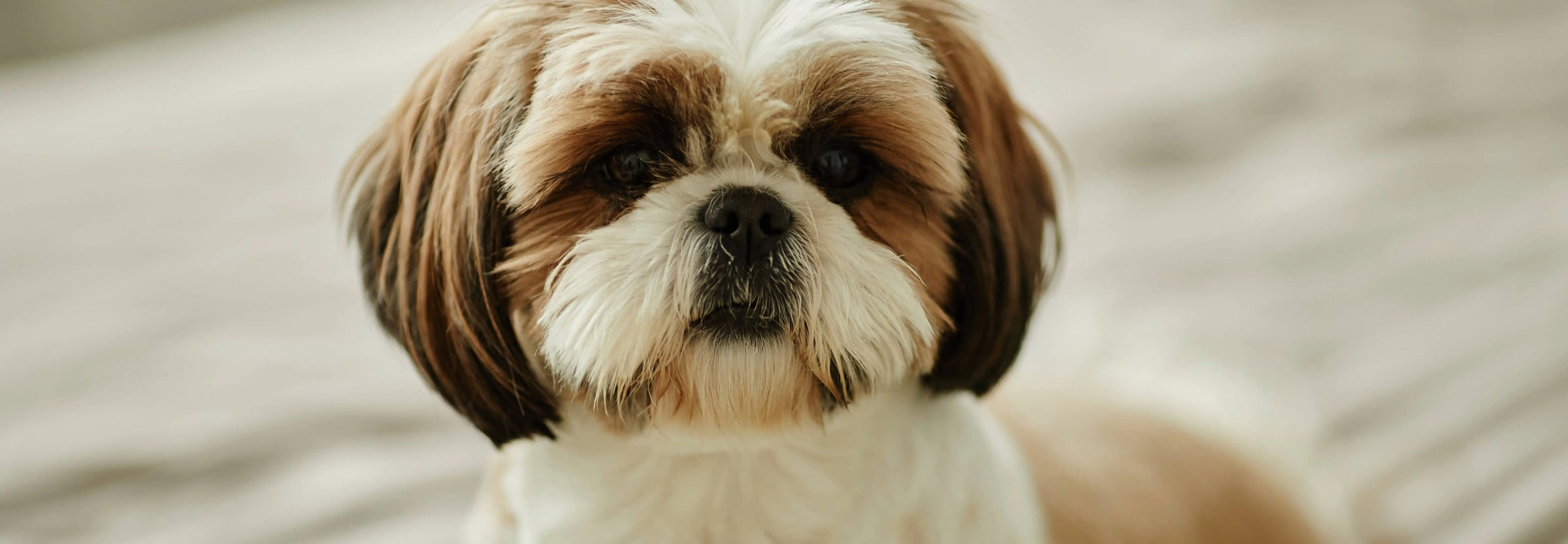 Alimentación natural para Shih Tzu: Guía completa de Wild Balance