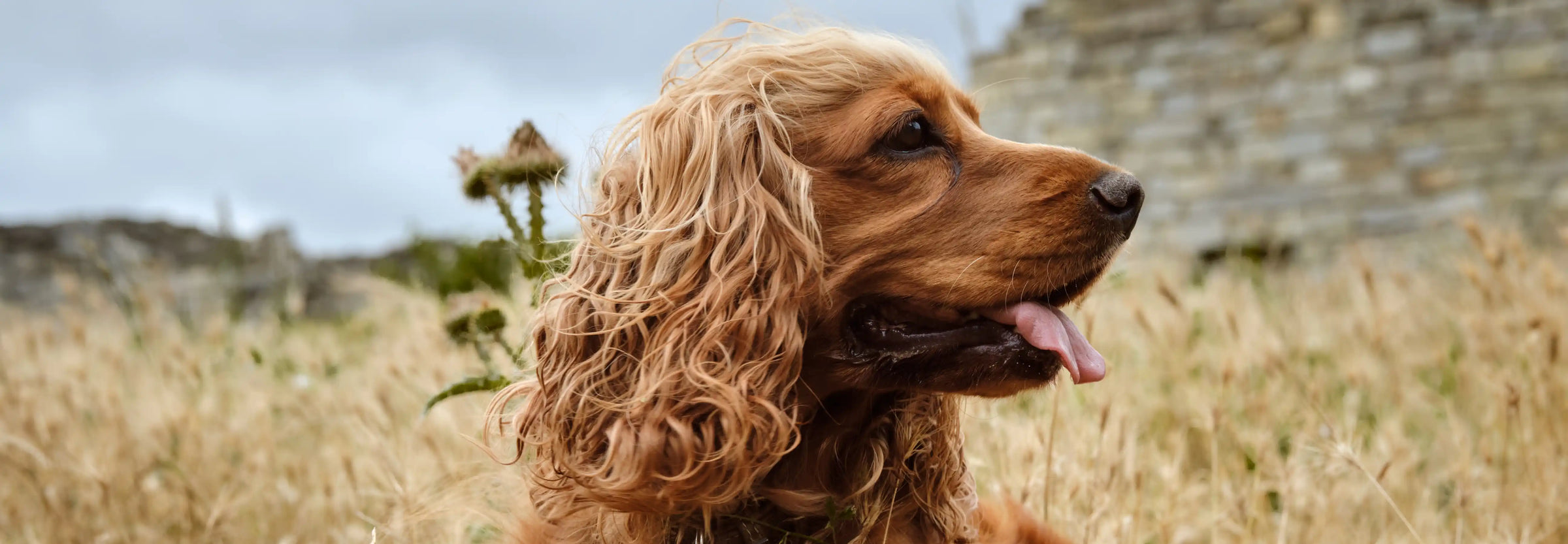 Alimentación natural para un Cocker Spaniel: Guía completa de Wild Balance
