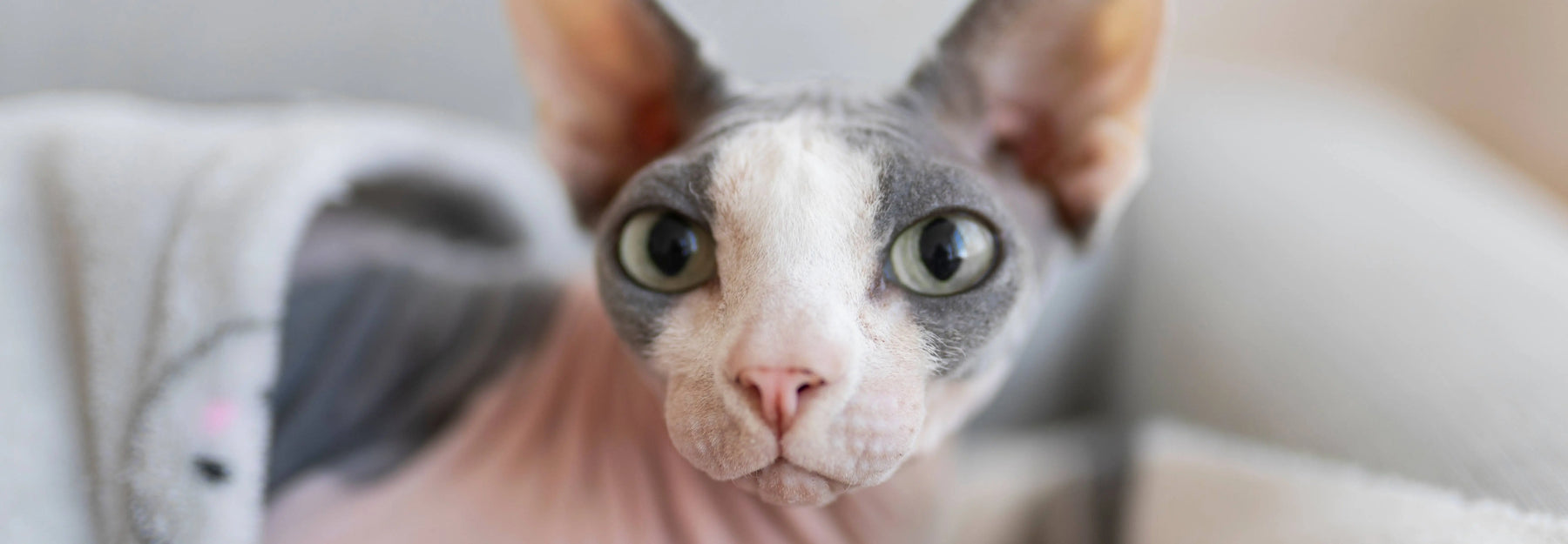 Alimentación natural para Sphynx: Guía completa de Wild Balance