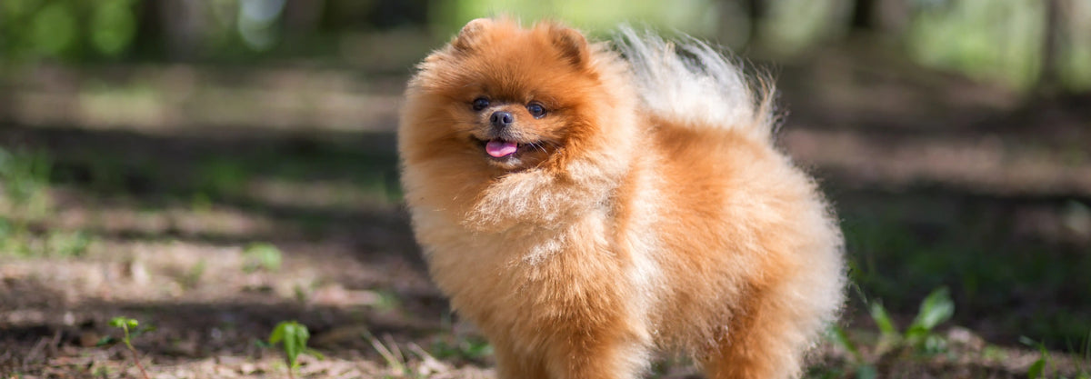 Alimentación natural para Pomerania: Guía completa de Wild Balance