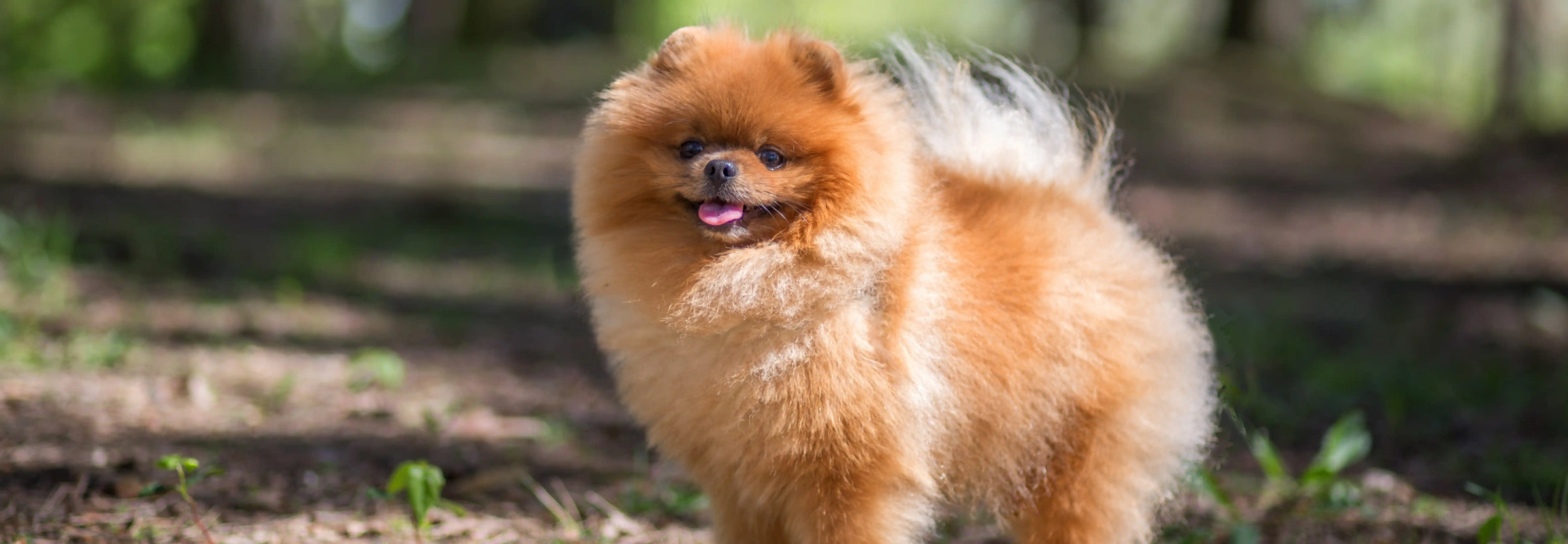 Alimentación natural para Pomerania: Guía completa de Wild Balance
