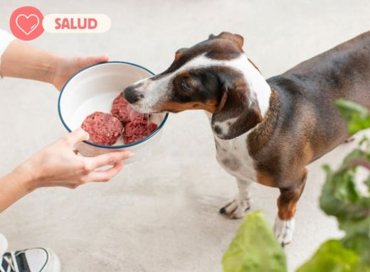 Cómo afecta una mala alimentación a la salud de tu mascota