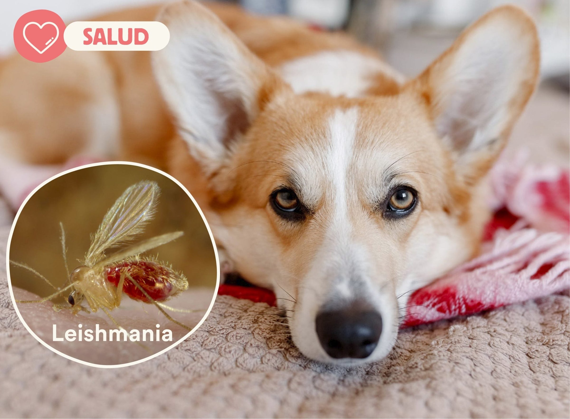 Leishmania en perros: qué es, síntomas y tratamiento