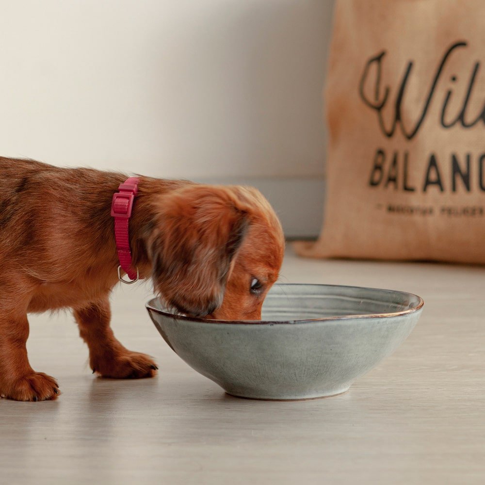 ¿Qué debo saber antes de iniciar la alimentación natural o BARF?
