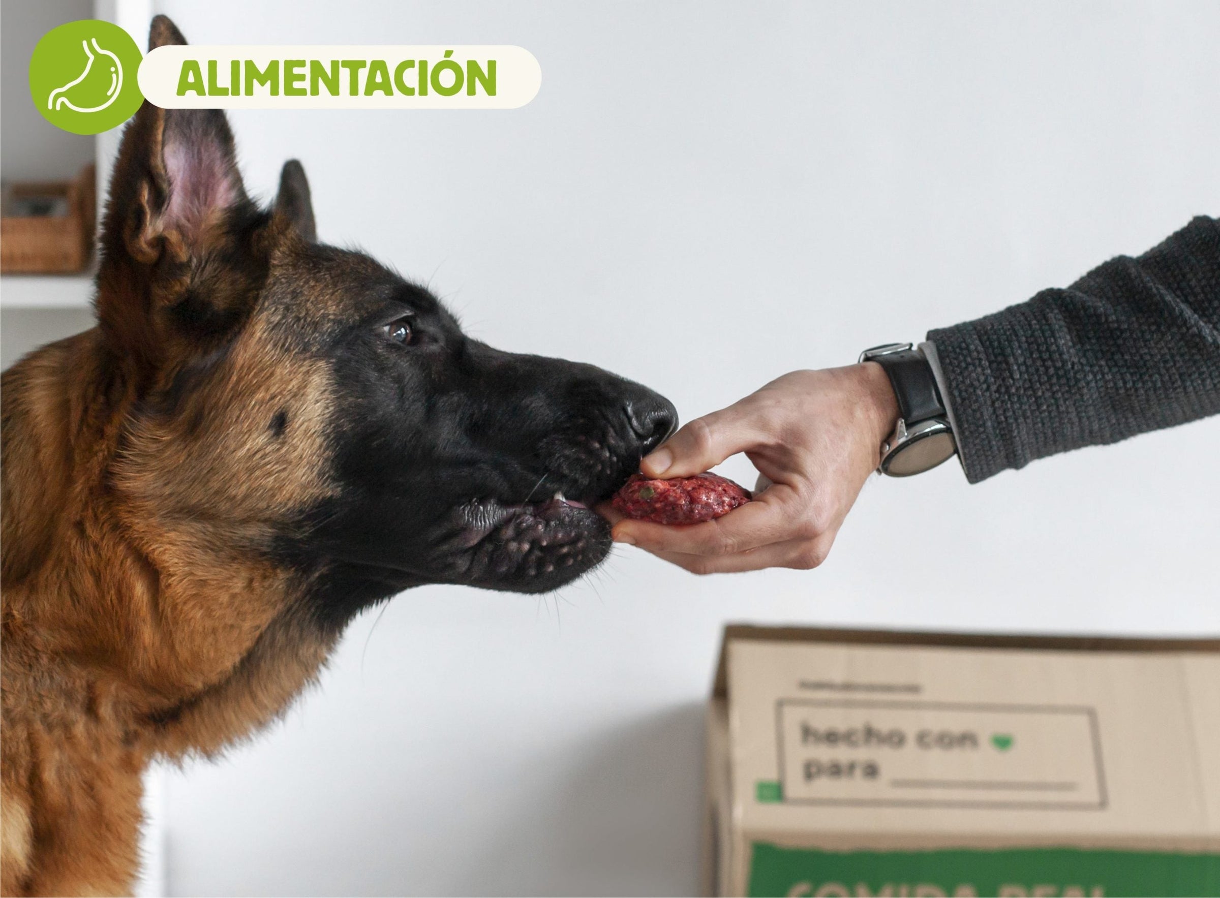 Tu perro o gato es un carnivoro y tiene que comer carne