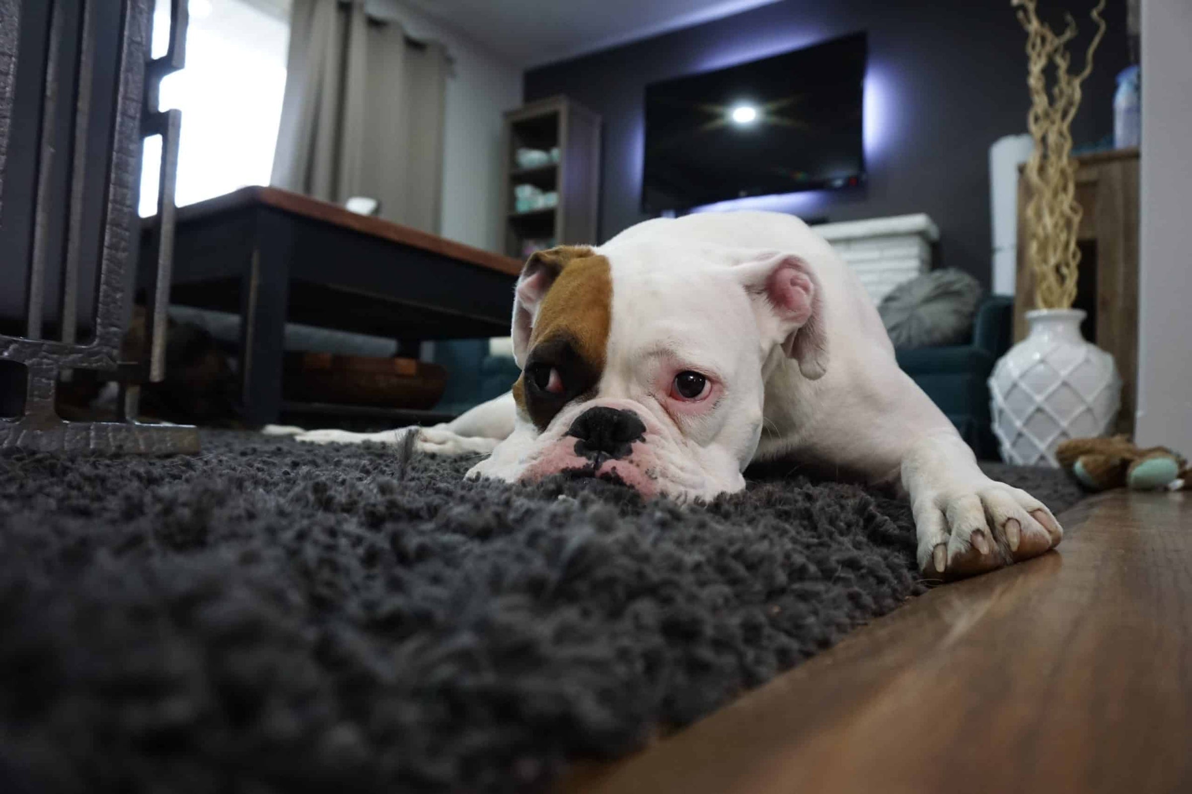 ¿Qué es el moquillo en perros? | Síntomas y Tratamiento