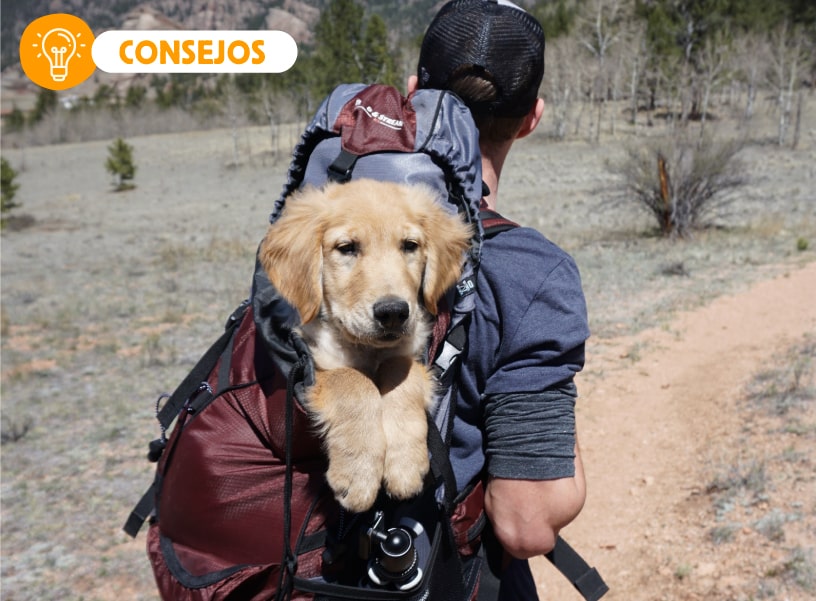 Qué debes tener en cuenta antes de viajar con tu perro