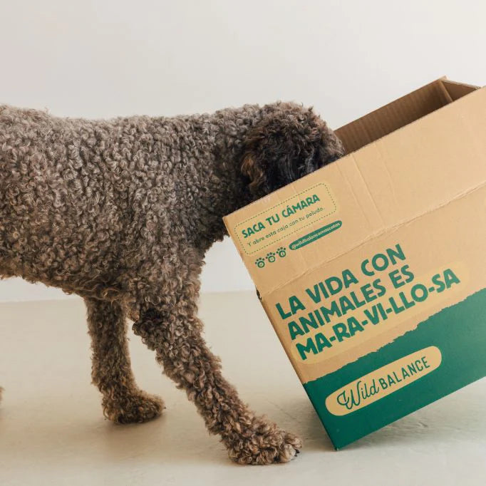 Home_Perro_Accesorios