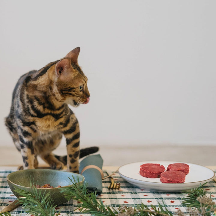 Dieta BARF de Navidad para Gatos | Menú de Pavo-Wild Balance