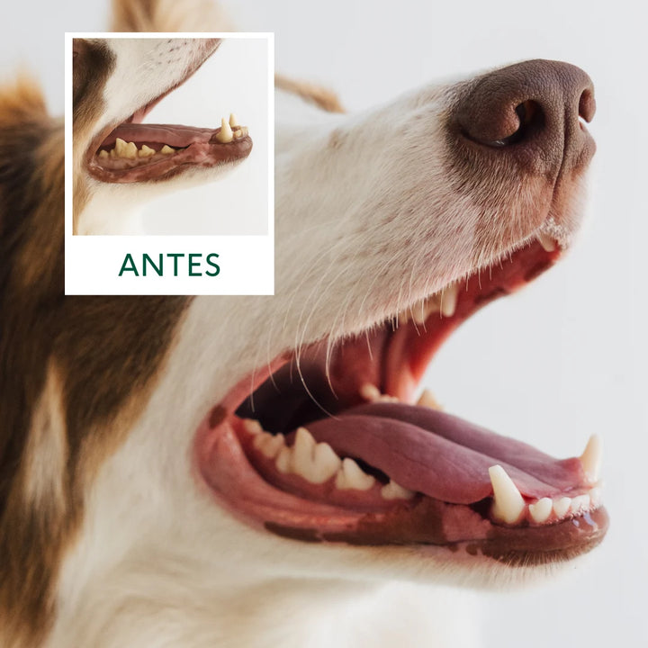 suplemento natural fuera placa para mascotas