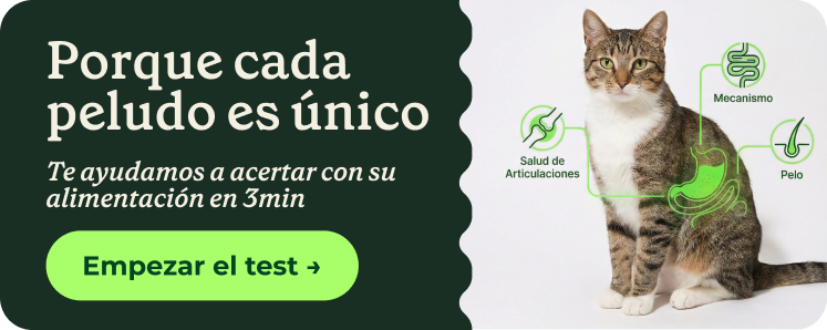 Comida natural para gatos