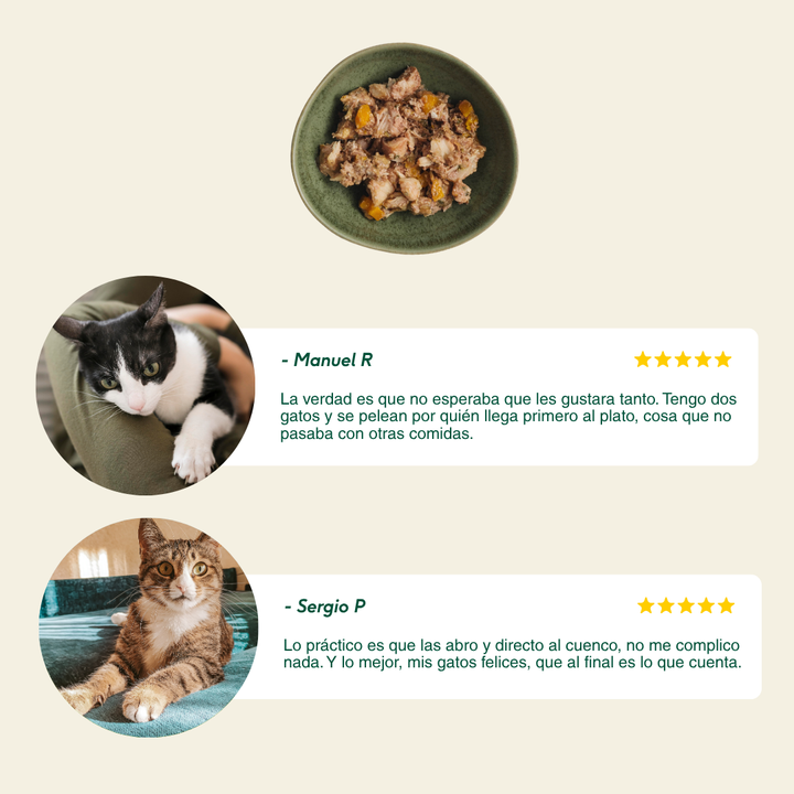 latas recetas del chef de ragut tradicional para gatos