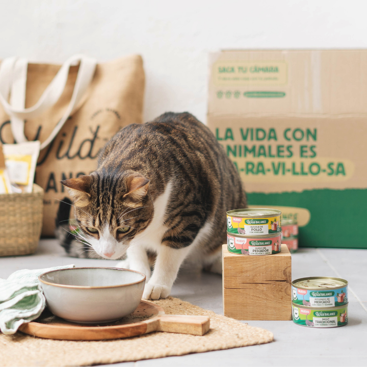 latas recetas del chef de ragut tradicional para gatos