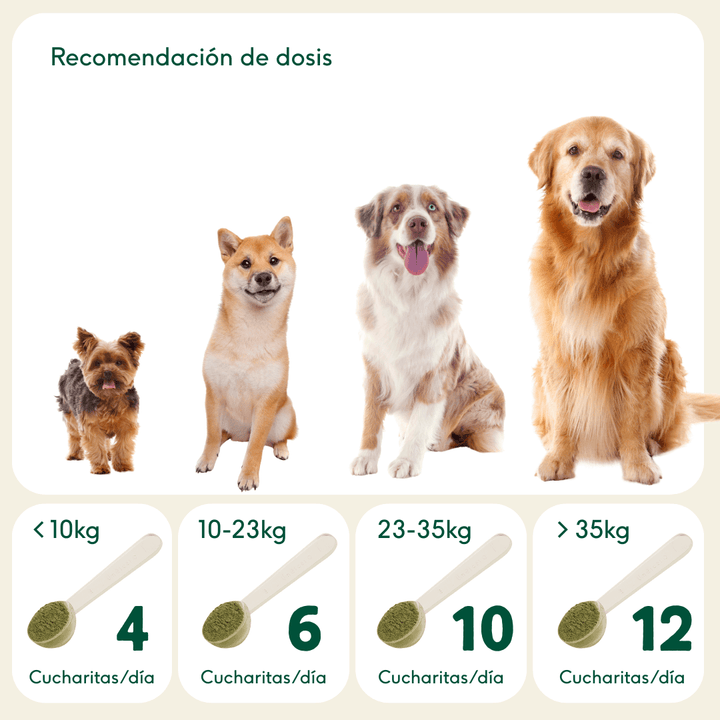 DIGESTIONES FIRMES Prebiótico regulador problemas intestinales-Wild Balance