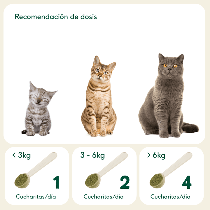 DIGESTIONES FIRMES Prebiótico regulador problemas intestinales-Wild Balance