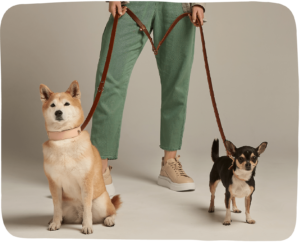 correas paseo branni pets accesorios de paseo para perro